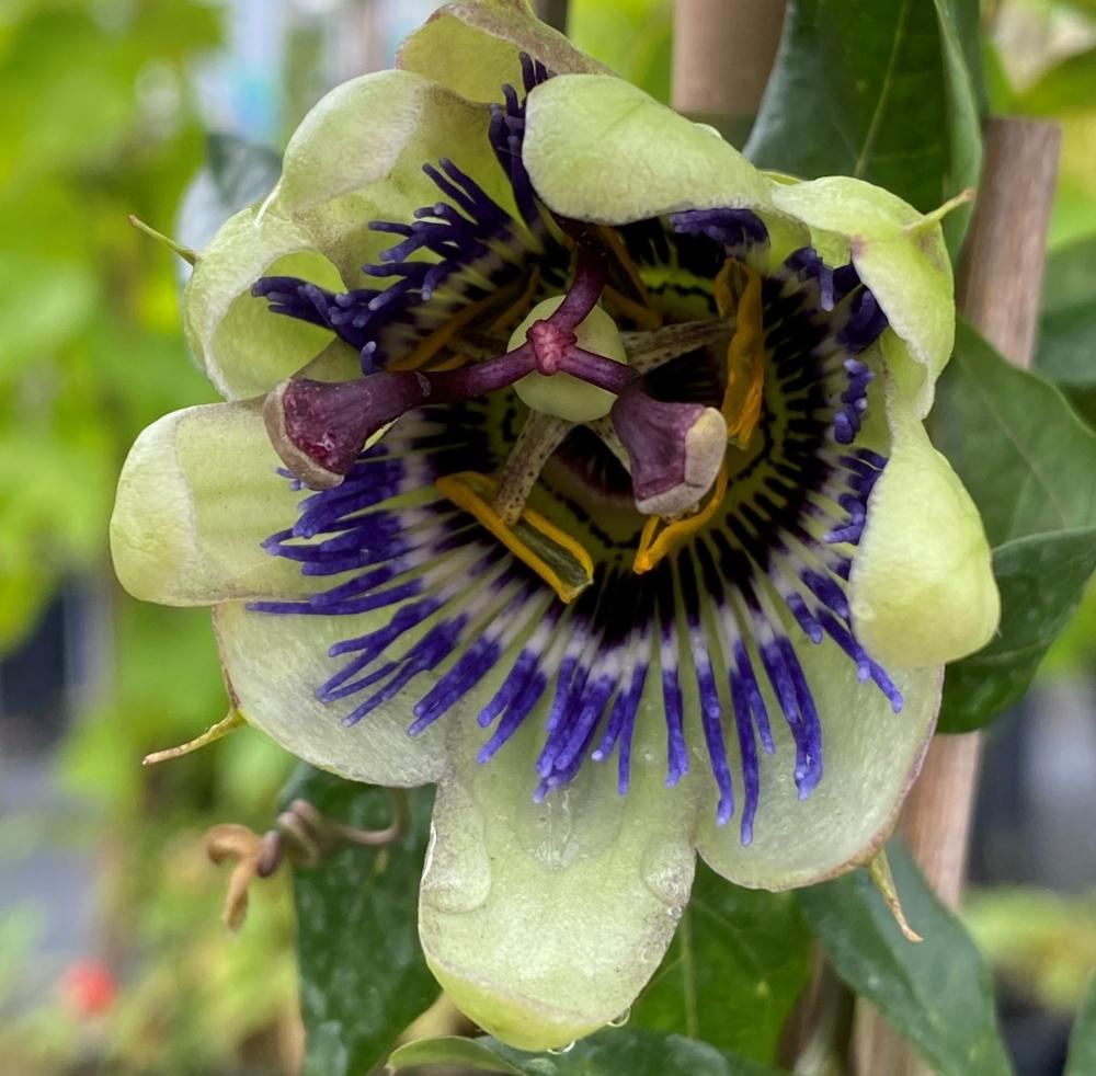 Passiflora caerula
