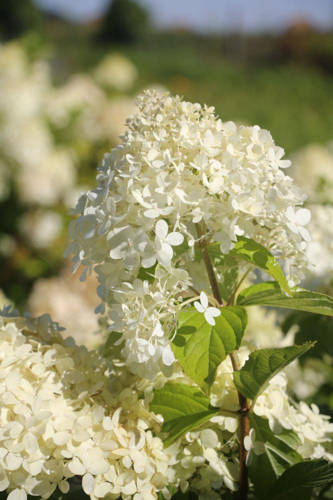 Hydrangea 'Limelight'