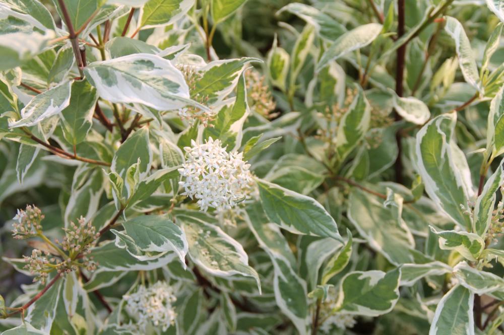 Cornus alba 'Argenteomarginata'