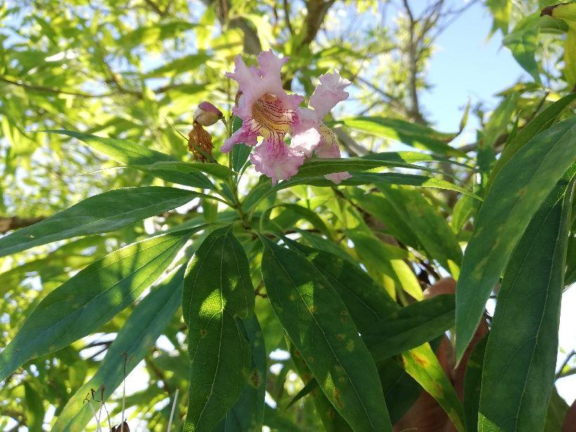 chitalpa tashkentensis
