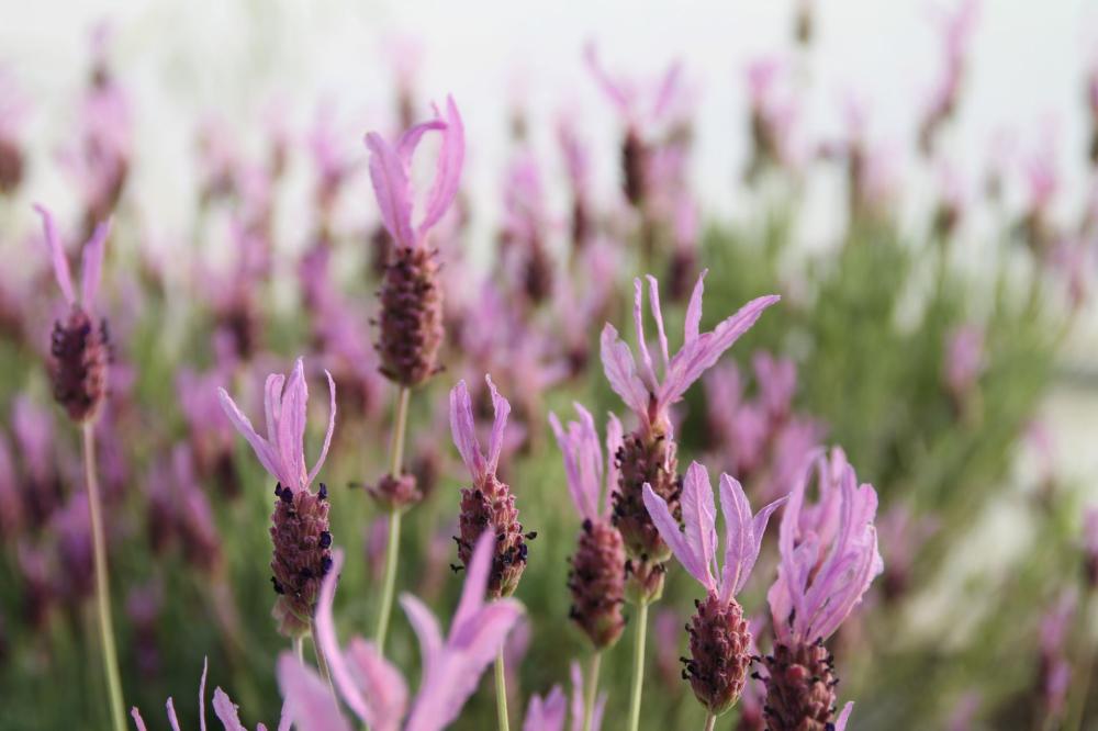 Lavandula stoechas 2
