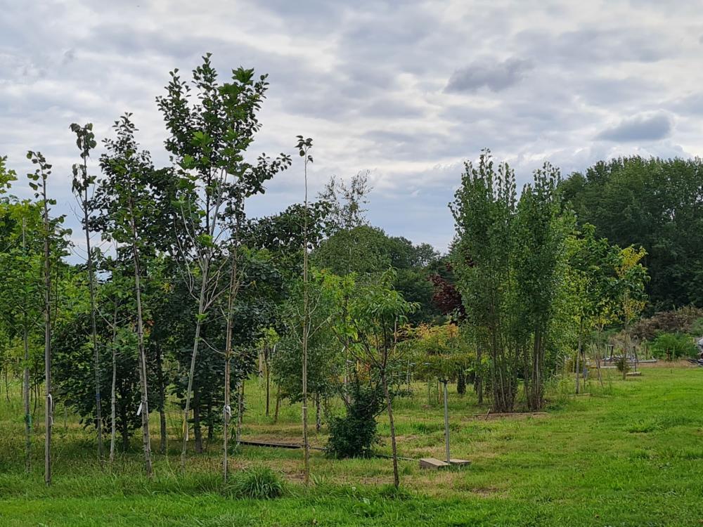 arbres en jauge