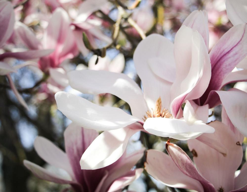 Magnolia x soulangeana 2