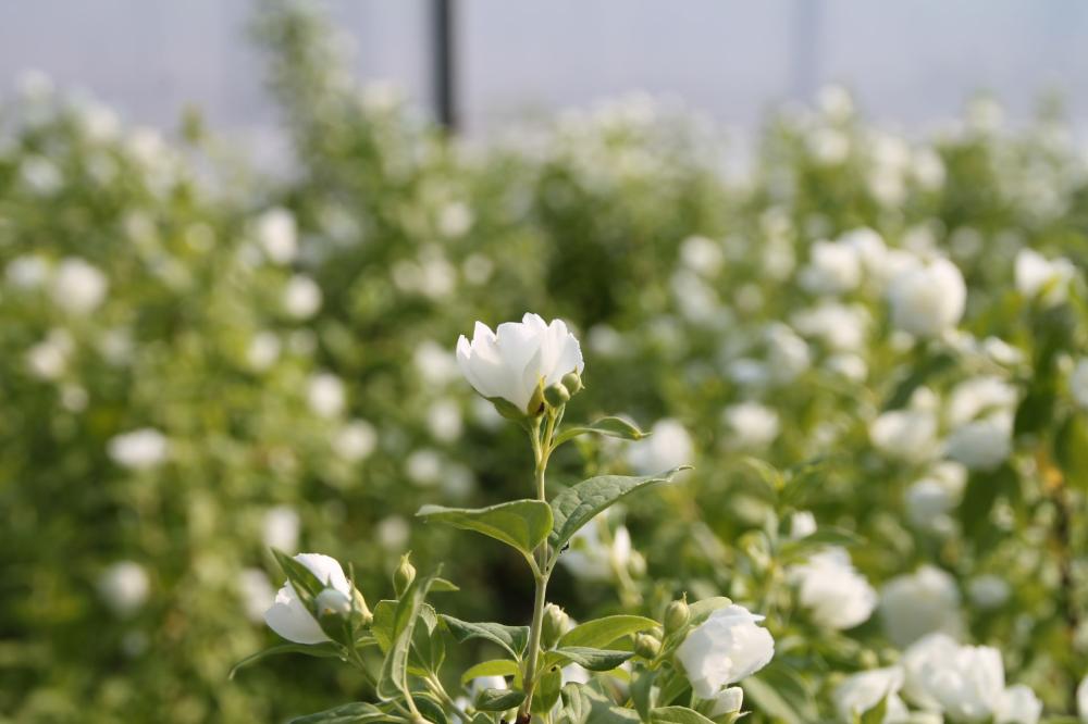 Philadelphus coronarius