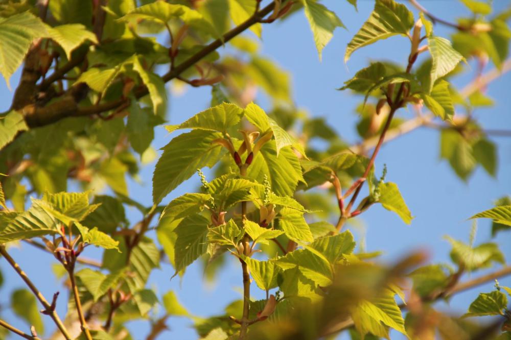 feuilles