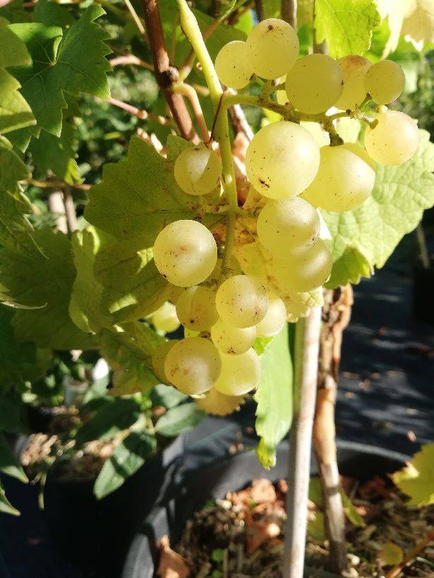 vitis chasselat