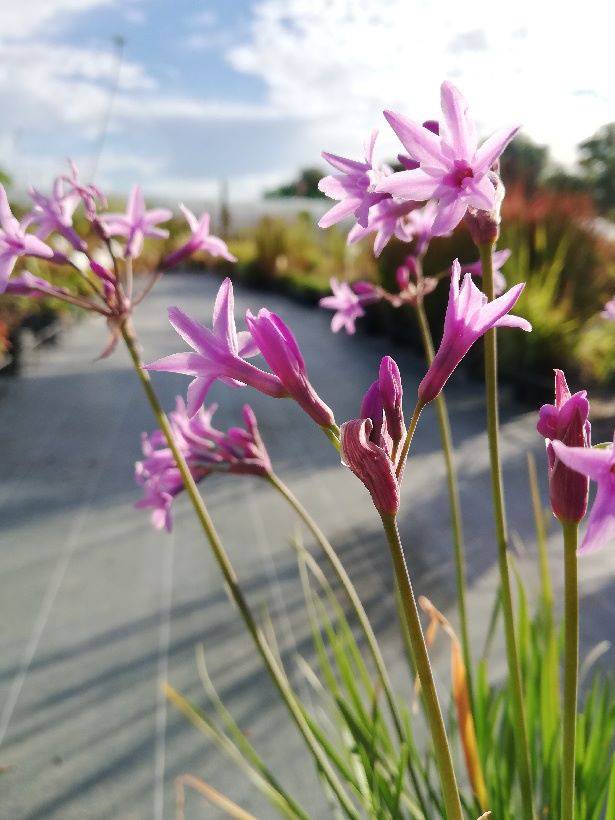 Tulbaghia dark star 2