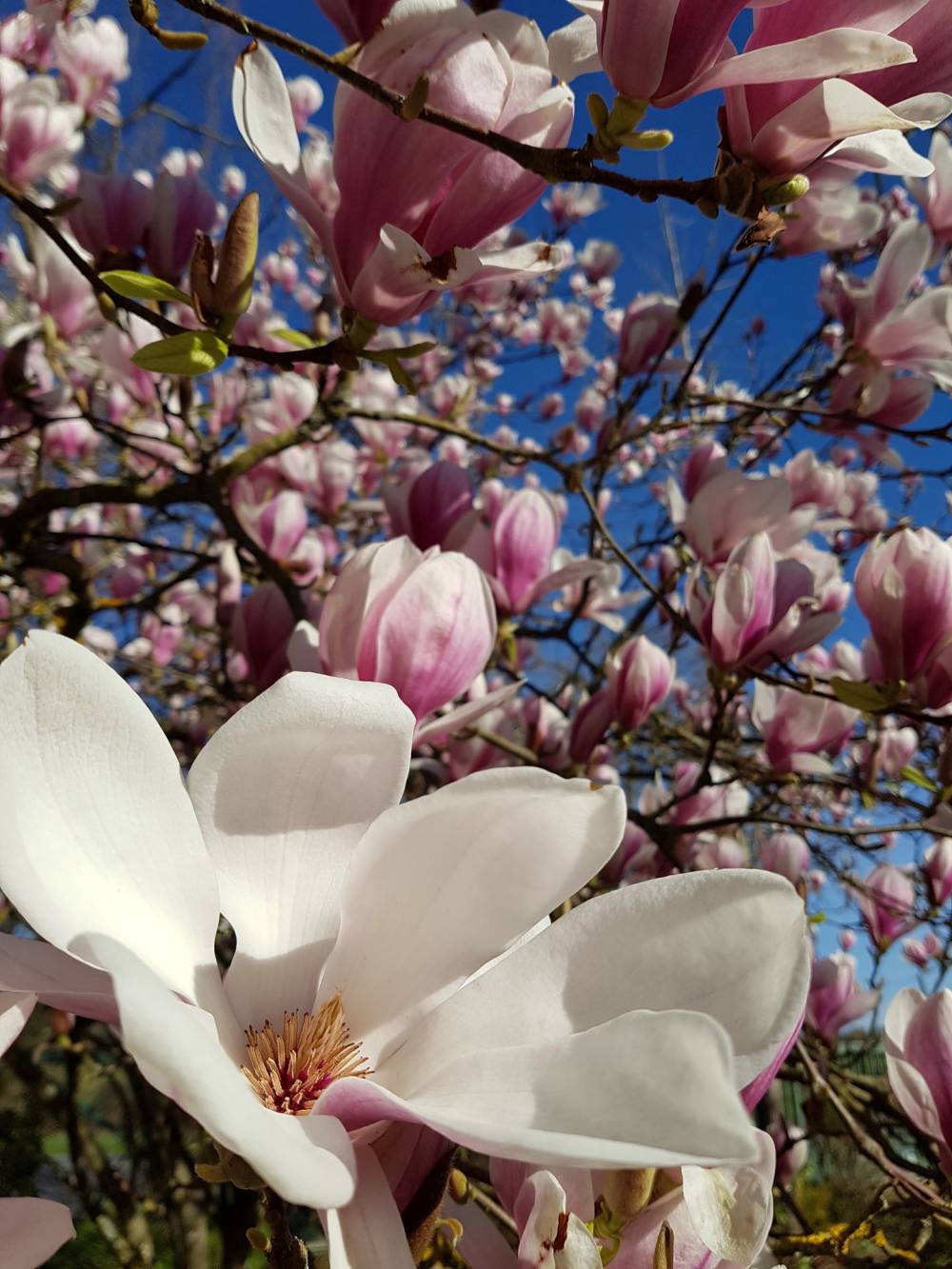 Magnolia soulangeana