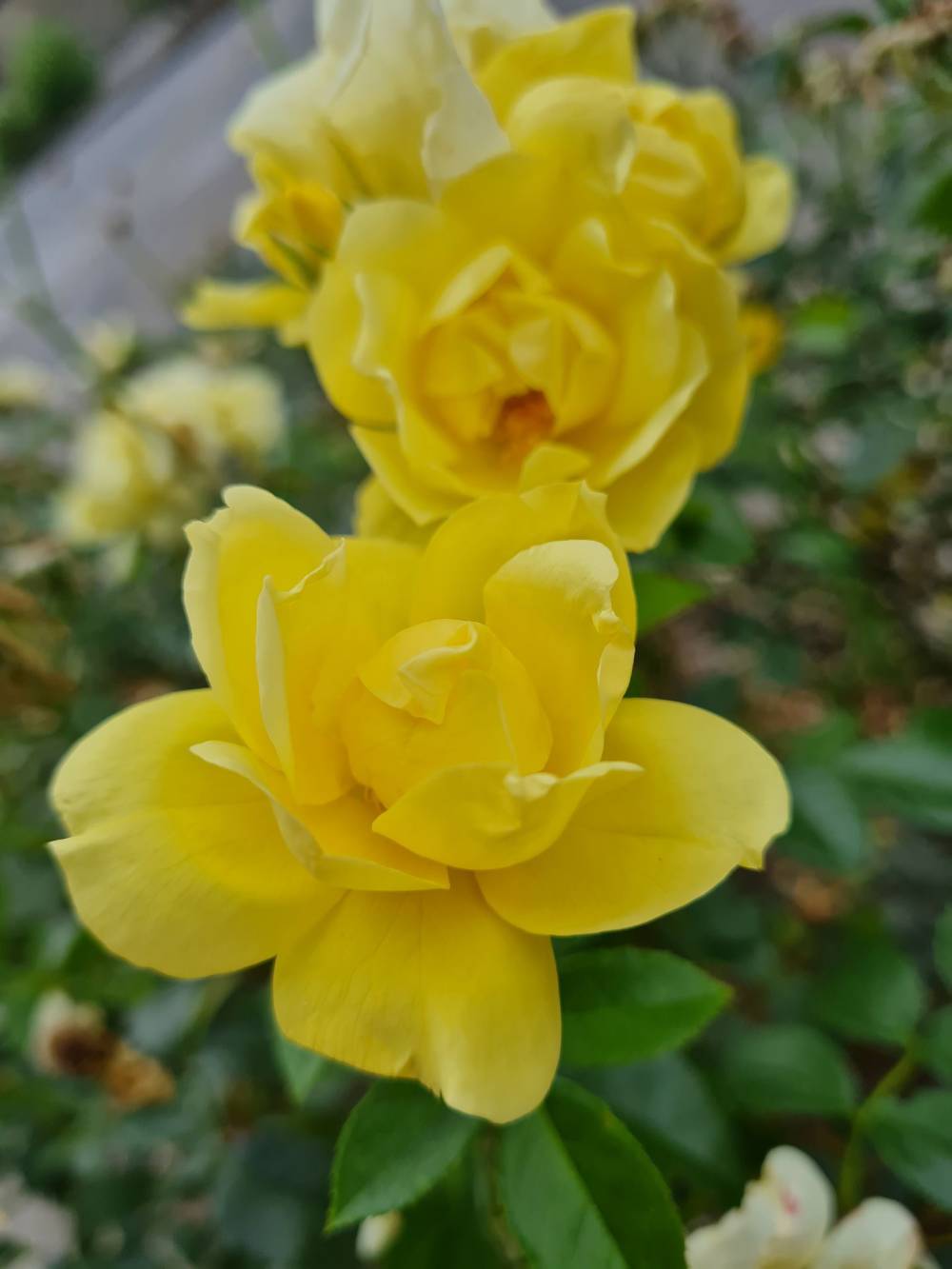 rosiers près de Sully-La-Chapelle