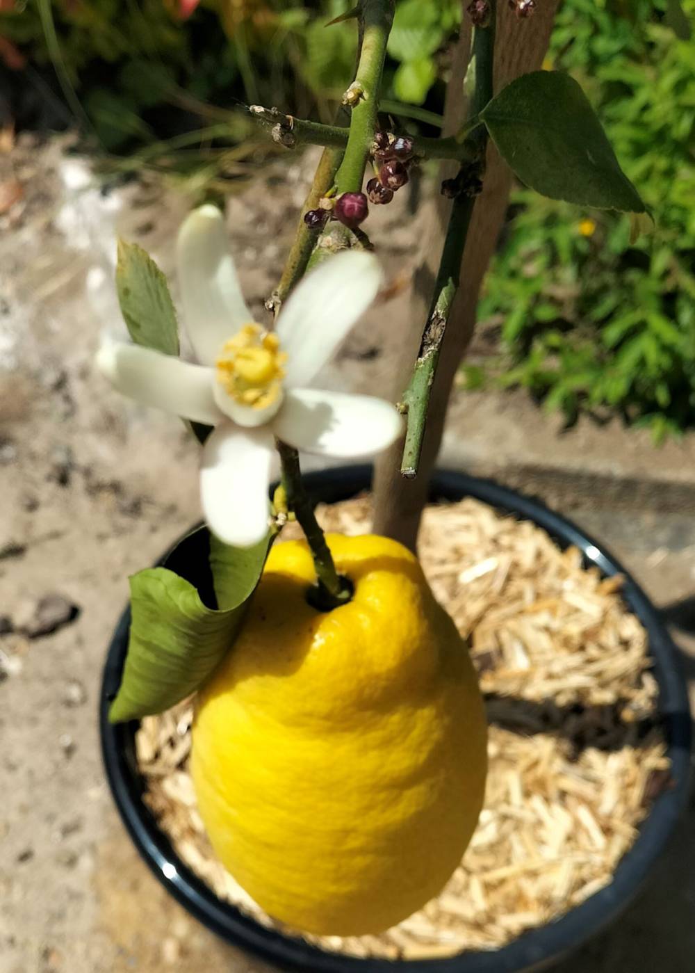 citronnier