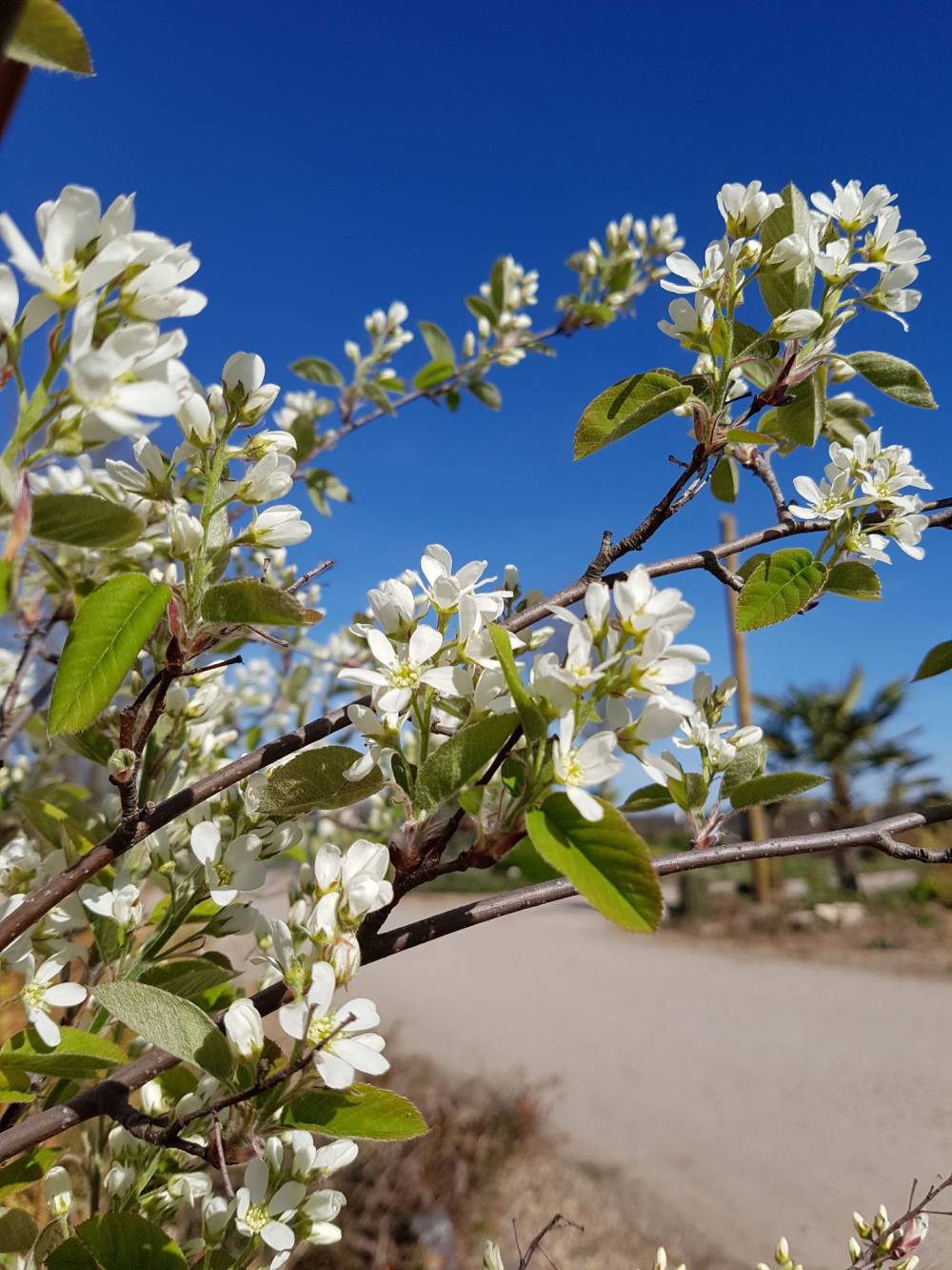 Amelanchier canadensis