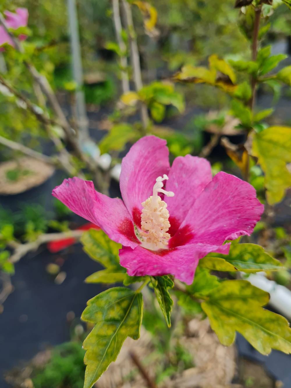hibiscus