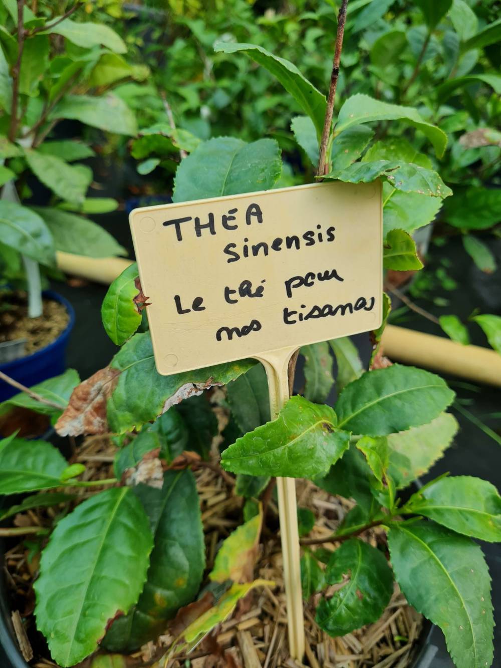 thea sinensis