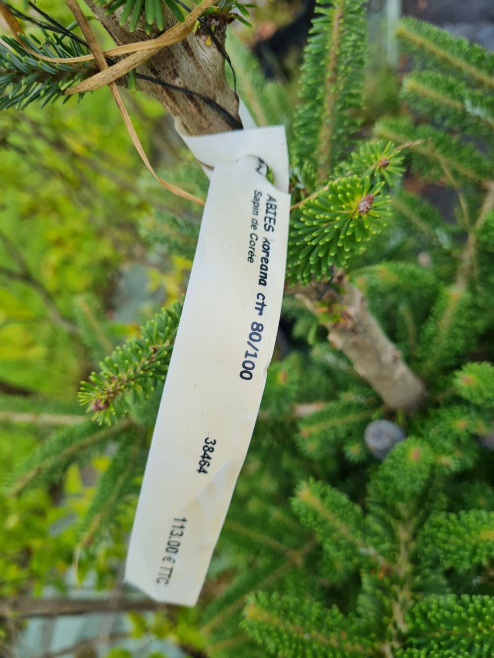 abies koreama
