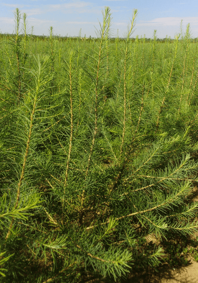 3D PICEA (1)